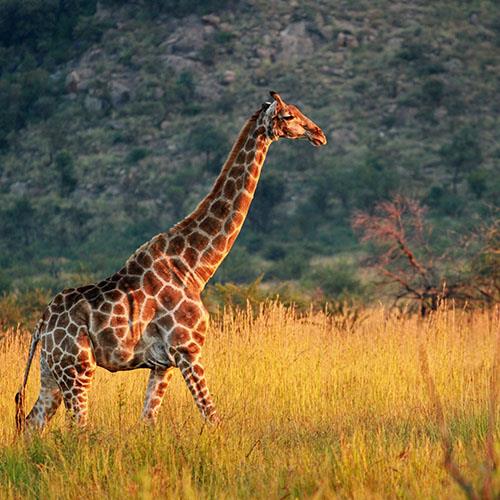 تور آفریقای جنوبی نوروز 1405